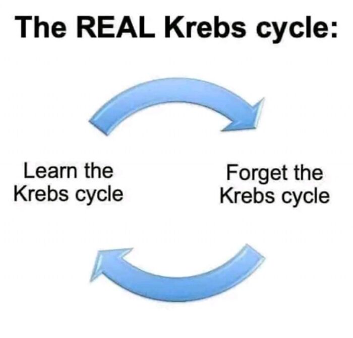 Diagram showing the cycle of learning and forgetting the Krebs cycle, illustrating medical school memes for future doctors.