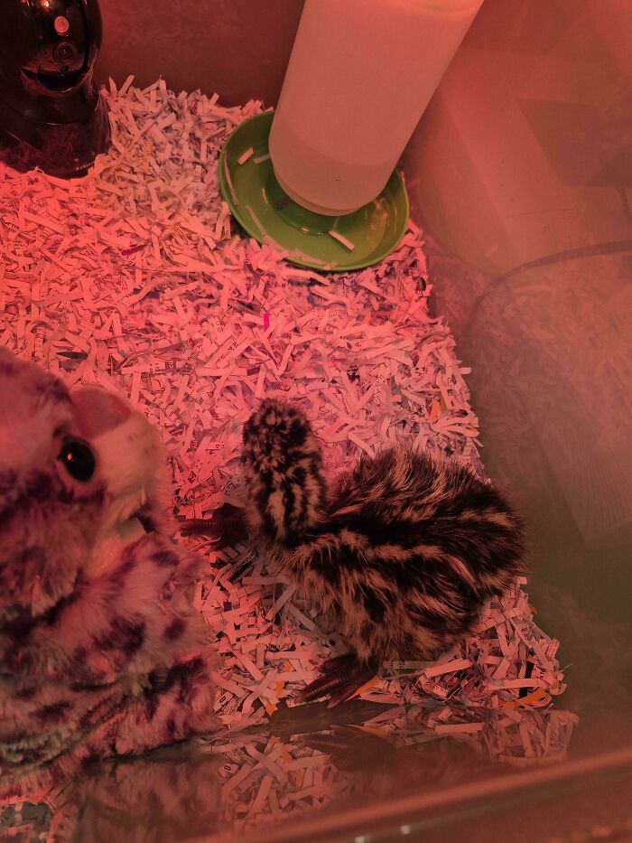 Fluffy chick resting on shredded paper bedding near a water dispenser, showing care and attention from a loving teacher.