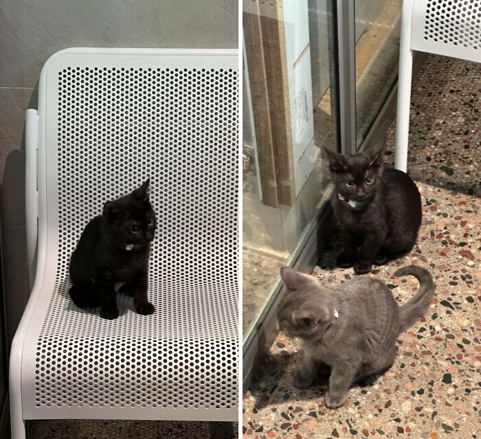 Two adorable kittens, one black and one gray, enjoying their new home in a cozy indoor setting.
