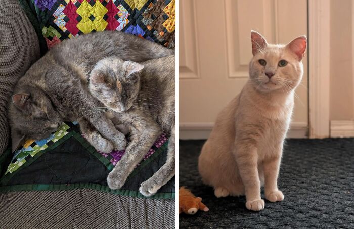 Two adopted cats peacefully resting on a quilt and a light-colored cat sitting indoors, showing joy in new homes.