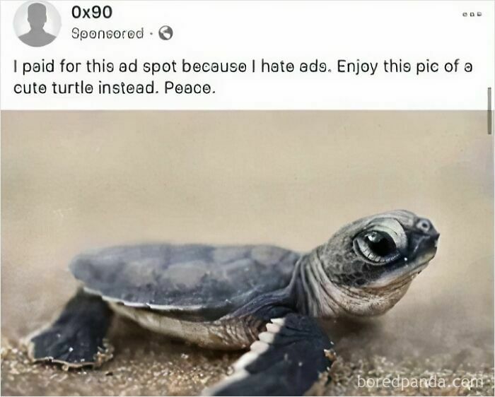 Ad of a chaotic good person sharing a peaceful image of a cute baby turtle with good intentions.