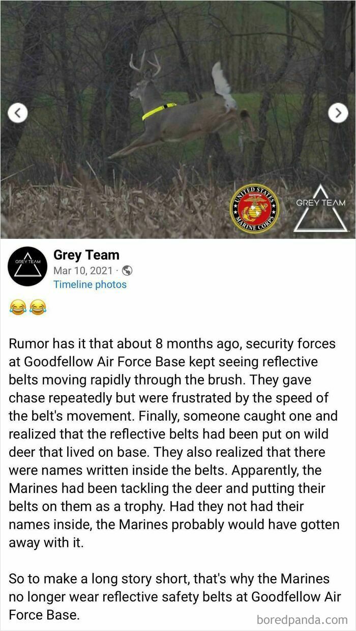 Wild deer wearing reflective belts at Goodfellow Air Force Base in a chaotic good act by Marines with best intentions.