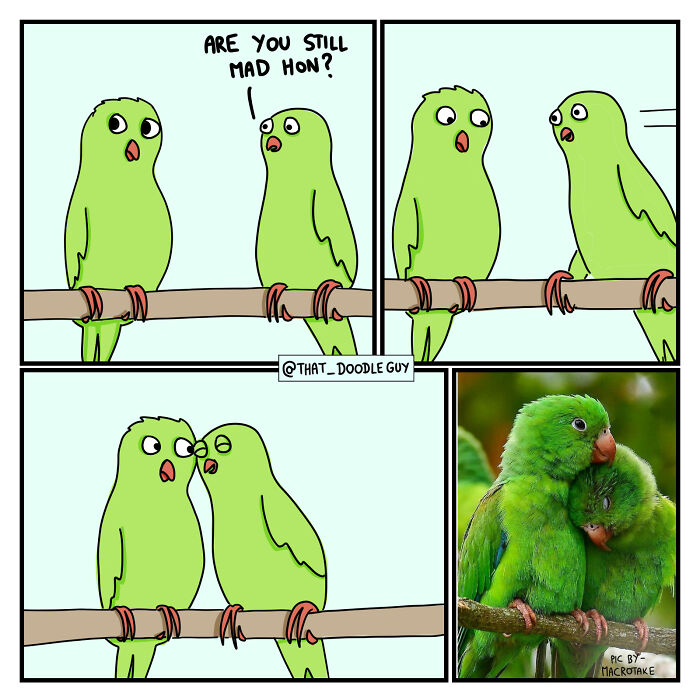 Cute animal comics featuring two green birds expressing emotions, paired with a photo of affectionate green parrots on a branch.