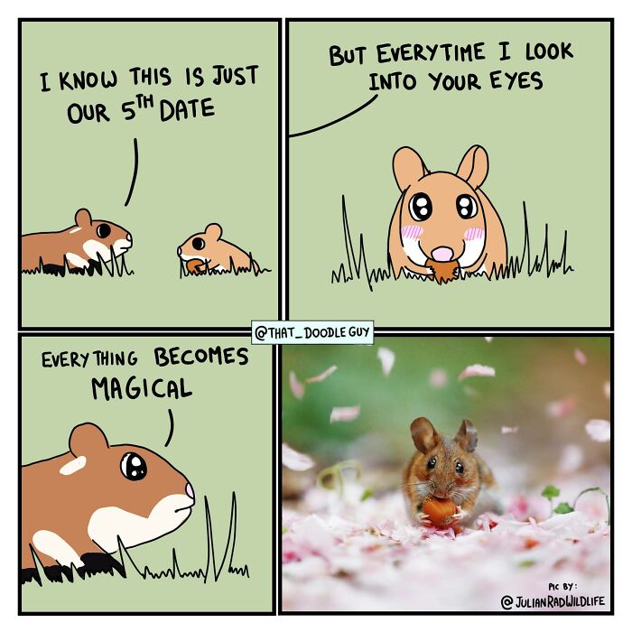 Cute animal comic panels featuring hamsters with expressive eyes paired with a real hamster photo in a natural setting.