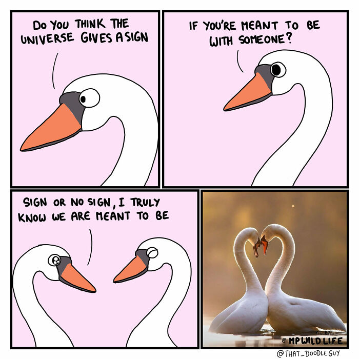 Comic featuring cute swans discussing destiny and love, part of adorable animal comics by Divyansh Sikka.