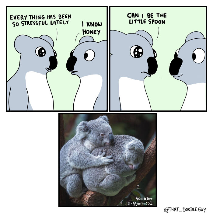 Cute animal comics by Divyansh Sikka showing affectionate koalas with a sweet hug and comforting dialogue.