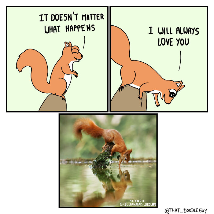 Comic panels of a cute squirrel expressing love paired with a photo of a squirrel drinking water, showcasing adorable animal comics.
