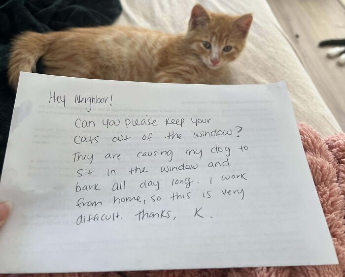 Handwritten note about cats disturbing a dog while working from home with an orange cat lying on a bed nearby.