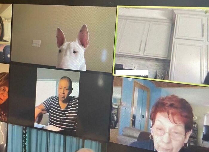 A virtual work-from-home meeting screen with people and a dog’s head appearing in one video frame.