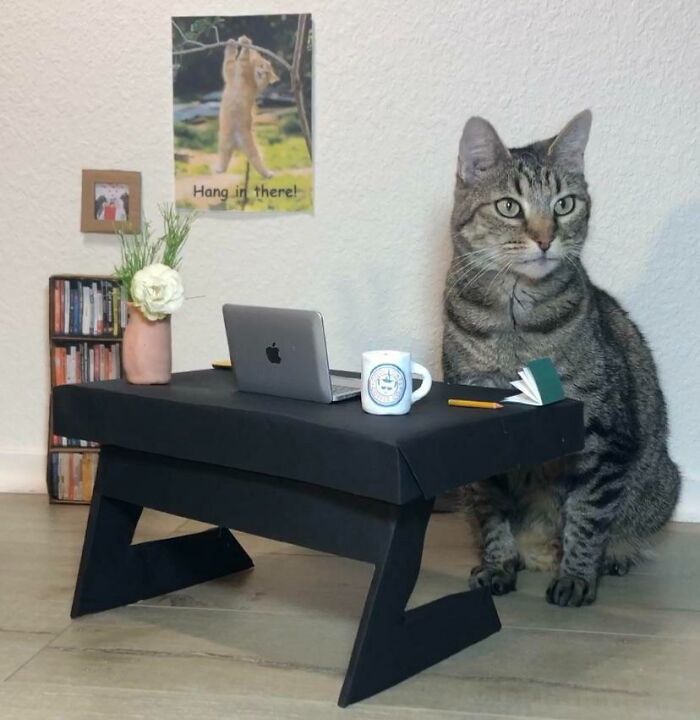 Tabby cat sitting at a miniature desk with laptop and coffee mug, funny work-from-home meme scene indoors.