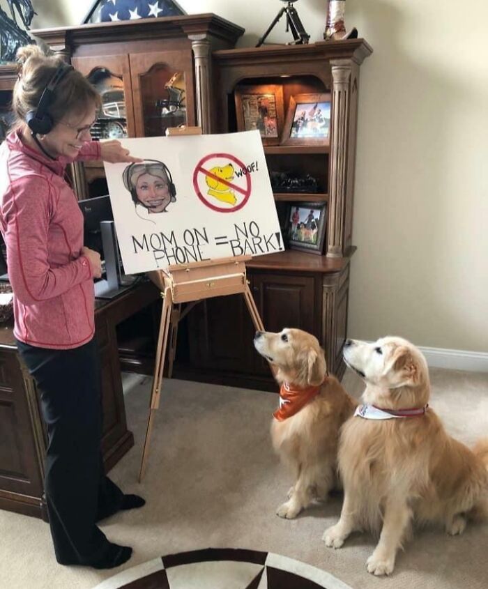 Woman in headset teaching two golden retrievers at home with a funny work-from-home meme about no barking during calls.