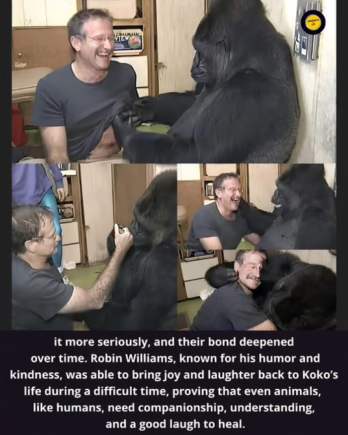 Robin Williams interacting with Koko the gorilla, showing unusual and wonderful moments of companionship and joy.