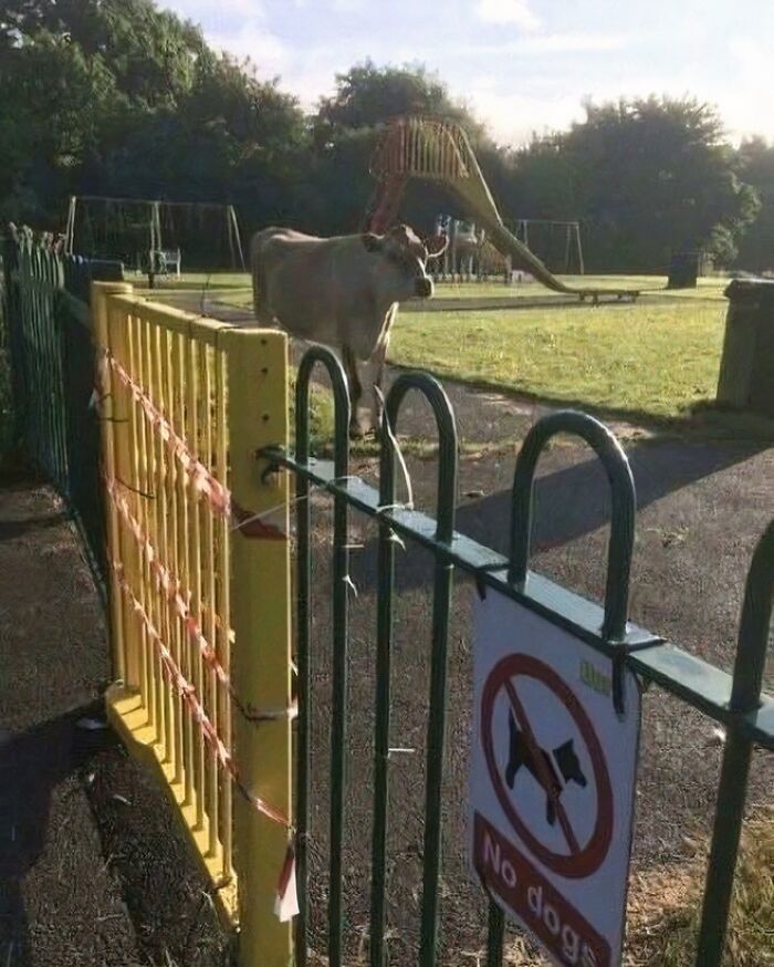 Cow standing behind a gate with a no dogs allowed sign, illustrating animals who lost the plot in goblin mode.