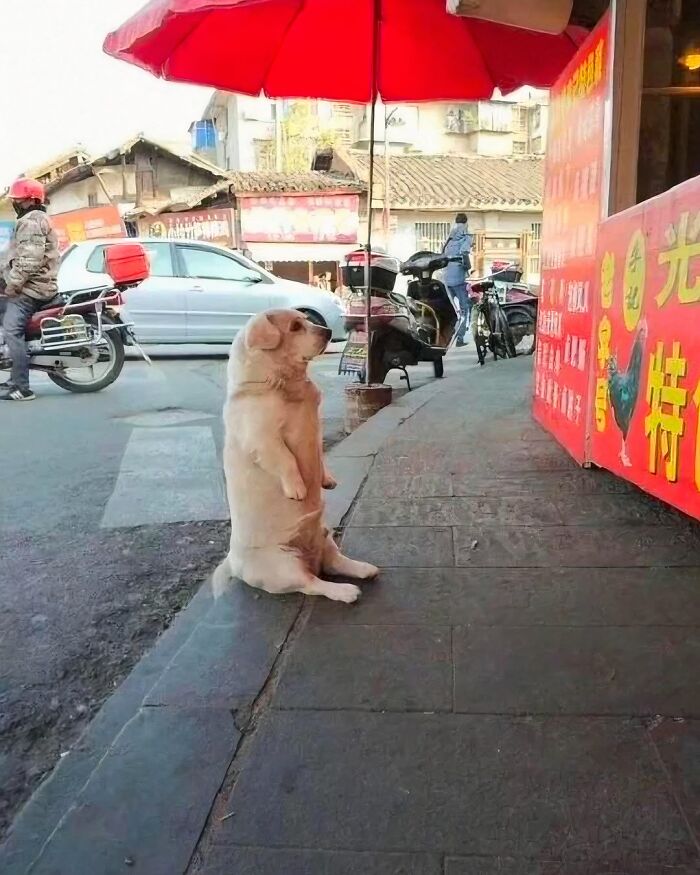 Dog sitting upright on a sidewalk under a red umbrella, showcasing a hilarious animal in goblin mode on a busy street.