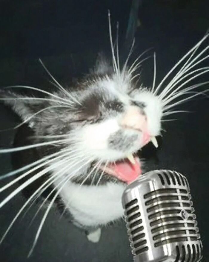 Cat in goblin mode with wide-open mouth and visible teeth near a vintage microphone in a dark setting.
