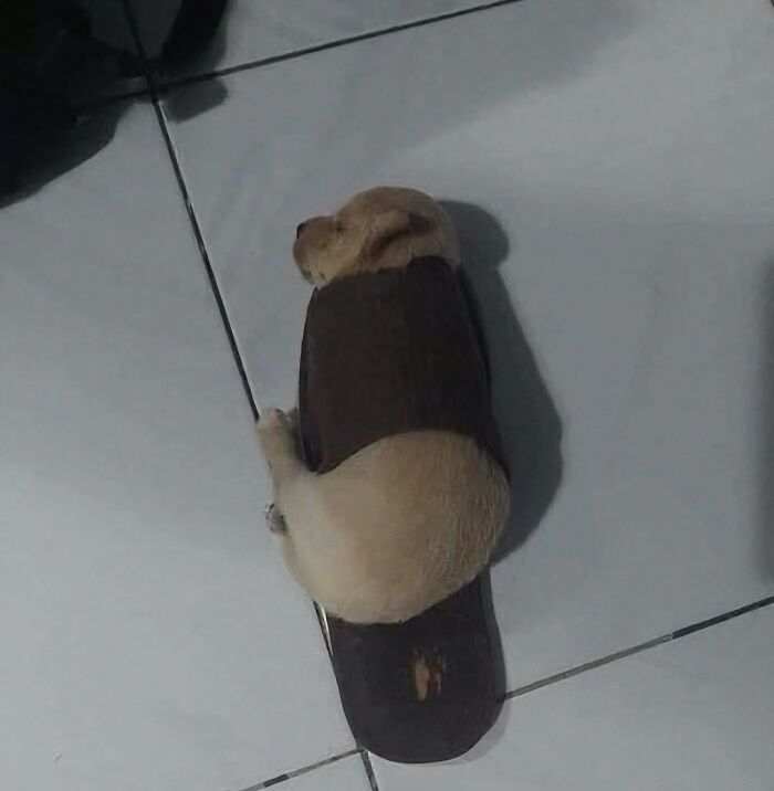 Small dog laying curled up on a slipper on tiled floor, one of hilarious animals who lost the plot in goblin mode.