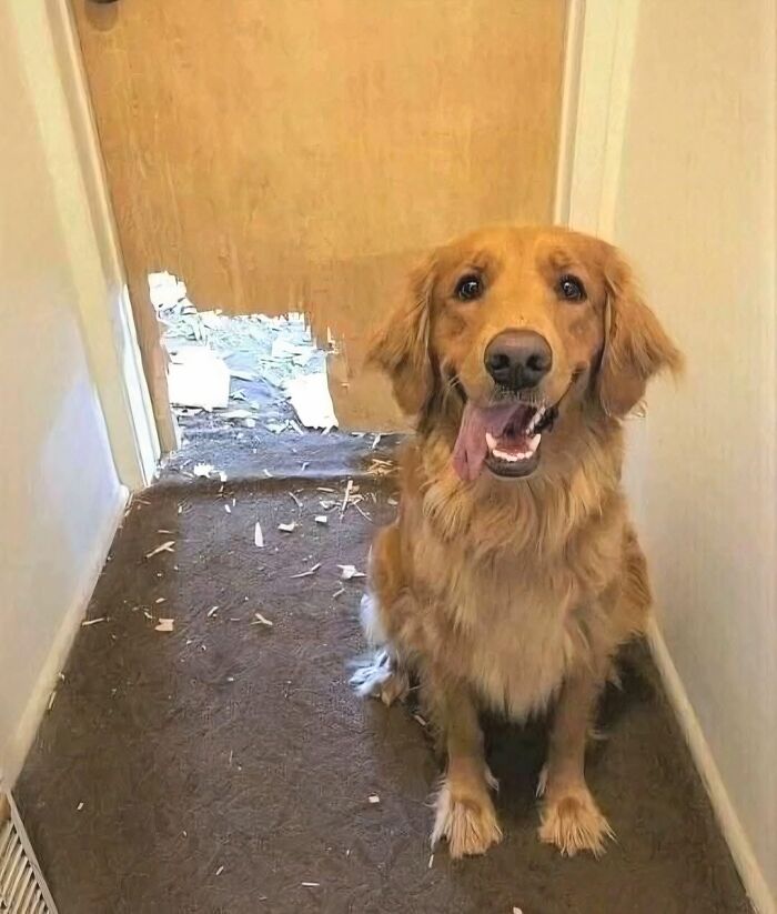 Golden retriever in goblin mode sitting happily next to a chewed-up door and scattered debris inside a hallway.