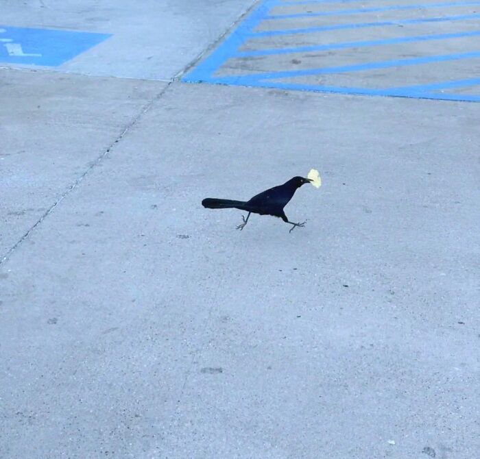 Black bird carrying a large piece of food walking on pavement, showing hilarious animals in goblin mode behavior.