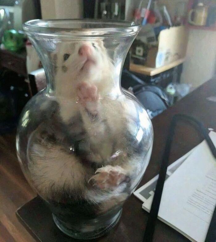 Small animal squished inside a glass vase, showcasing hilarious animals in goblin mode with funny and quirky behavior.