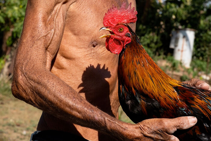 Fowl Play By Denise Pensky