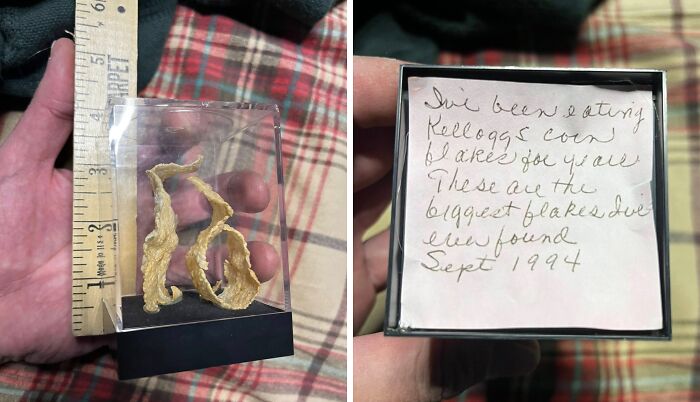Close-up of thrifted corn flakes in a display case, noted for being among the biggest flakes found, part of weird and wonderful finds.