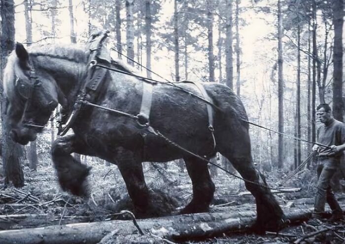 Large draft horse pulling logs in a forest while a man guides, illustrating unusual and wonderful things that actually happened.