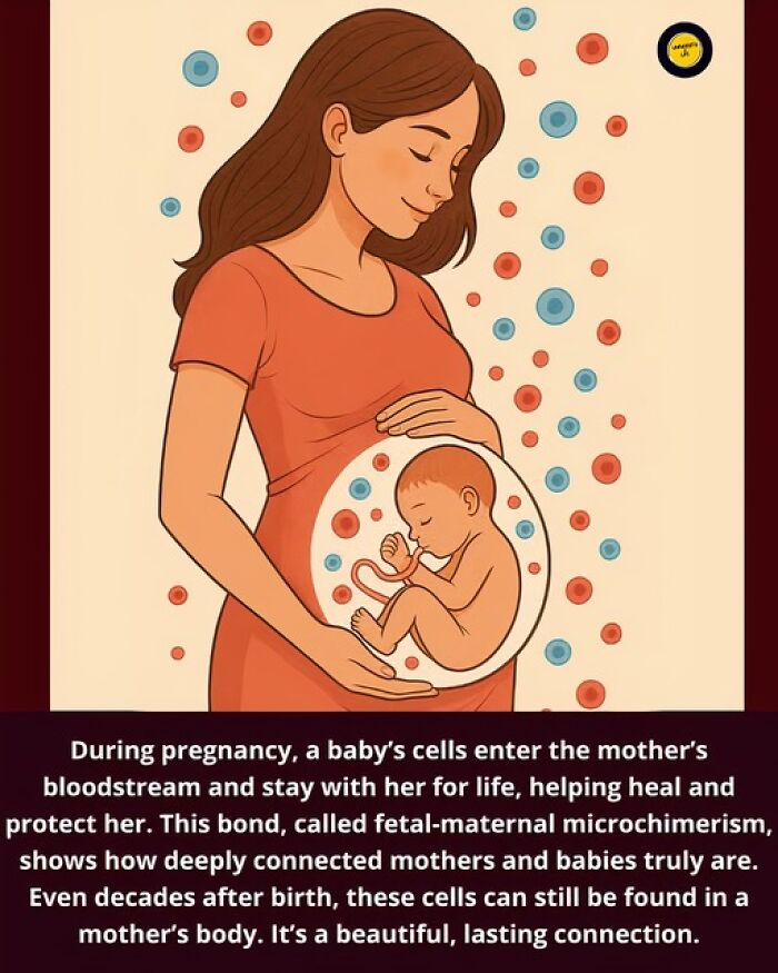 Pregnant woman holding belly with baby inside, illustrating unusual and wonderful fetal-maternal microchimerism facts.