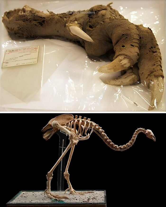 Preserved ancient animal claw and skeleton displayed, showcasing fascinating details of ancient history discoveries.