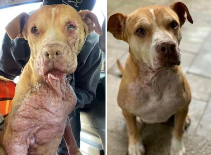 Before-and-after transformation of a dog showing healing and recovery, highlighting dogs who prove love heals all.