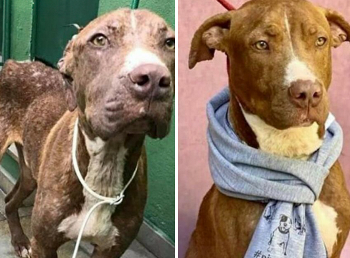 Before-and-after transformation of a dog showing incredible healing and care in dogs who prove love heals all.