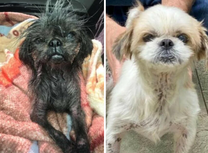 Before and after transformation of a dog showing incredible healing and care in dogs who prove love heals all.