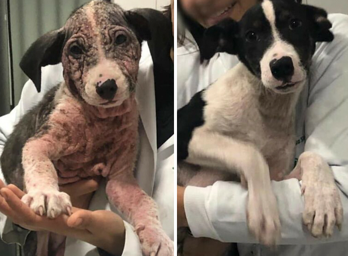 Before-and-after transformation of a dog showing remarkable healing and recovery, proving love heals all.