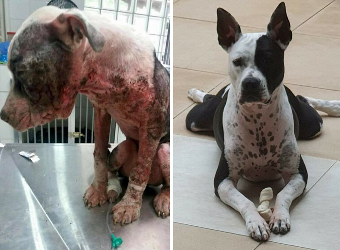 Before-and-after transformation of a dog showing healing and recovery, highlighting dogs who prove love heals all.