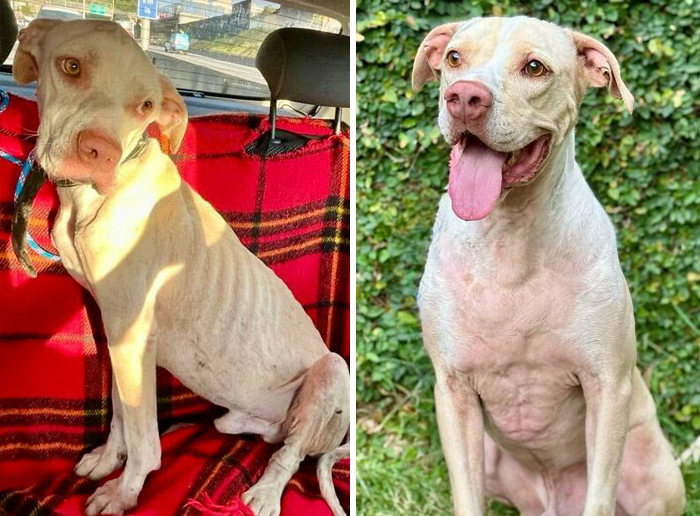Before and after transformation of a dog showing love heals all through care and recovery in a heartwarming makeover.