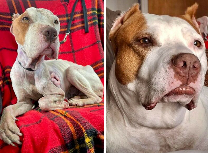 Before-and-after transformation of a dog showing healing and love with improved health and appearance.