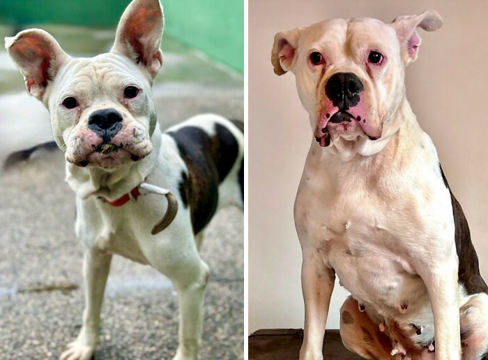 Before-and-after transformation of a rescued dog showing health and happiness, highlighting dogs who prove love heals all.