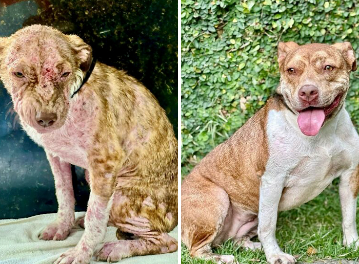 Side-by-side before-and-after photos of a dog showing incredible transformations from rescue and care.