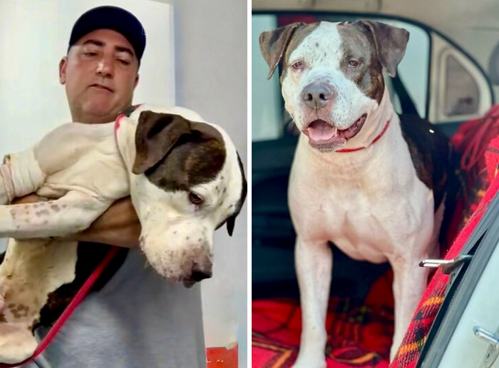 Man holding a sad, skinny dog contrasted with the same dog healthy and happy, showcasing dogs before-and-after transformations.