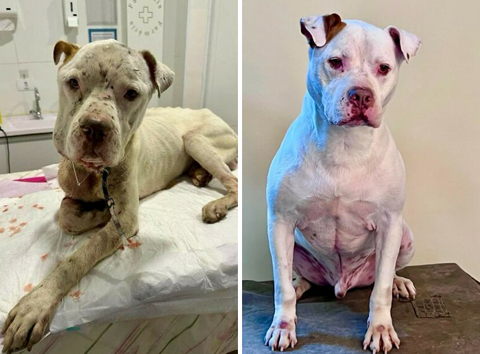 Before and after transformation of a dog showing remarkable recovery and love healing all wounds.