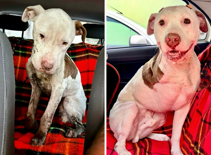 Before-and-after transformation of a dog showing healing and love on a red plaid blanket inside a car seat.