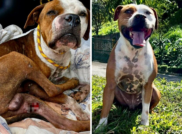 Before-and-after transformation of a dog showing healing and recovery, highlighting love’s power to heal all wounds.