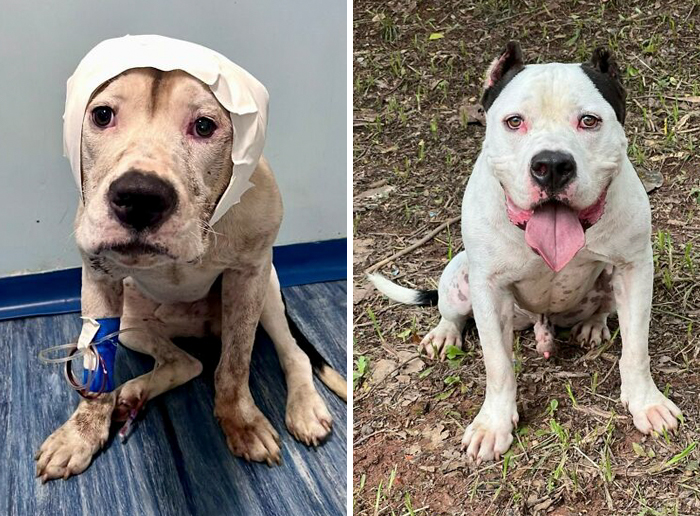 Before-and-after transformation of a dog showing the healing power of love and care in a rescue and recovery journey.