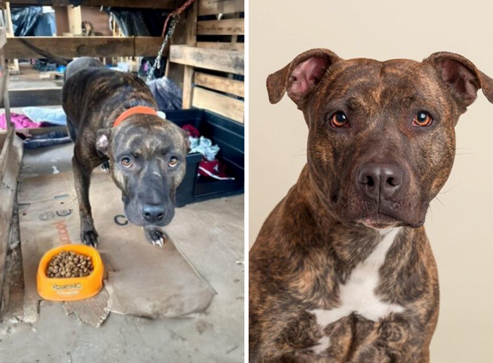 Before-and-after transformation of a dog showing incredible healing and recovery through love and care.