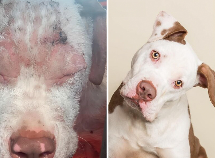 Before and after transformation of a dog showing the healing power of love with remarkable recovery results.