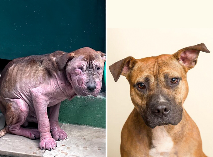 Before-and-after transformation of a dog showing the healing power of love and care in incredible dog recovery stories.