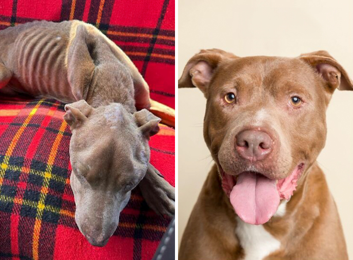 Before-and-after transformation of a dog showing healing and recovery, highlighting dogs who prove love heals all.