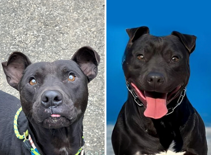 Black dog before and after transformation, showing the healing power of love with a happy and healthy appearance.