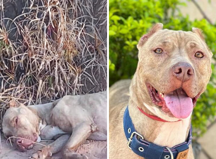 Before-and-after transformation of a dog showing incredible healing and love in inspiring dog rescue photos.