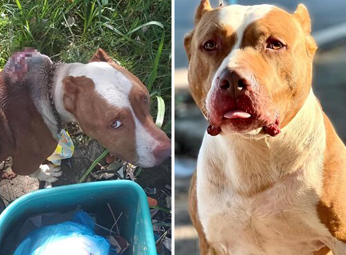 Dog before and after transformation showing healing and love with improved health and care in a side-by-side comparison.