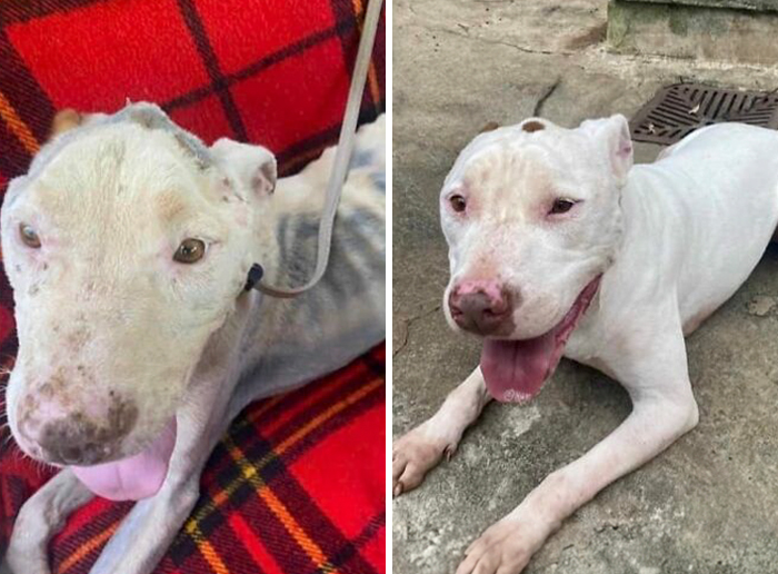Before-and-after transformation of a dog showing healing and love through remarkable recovery and care.
